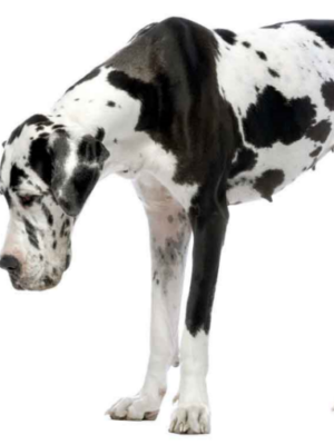 Training Begeleidingsgesprekken of Coachingsgesprekken